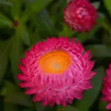 Bracteantha Jumbo Rose P68brajrs - Garden Express Australia