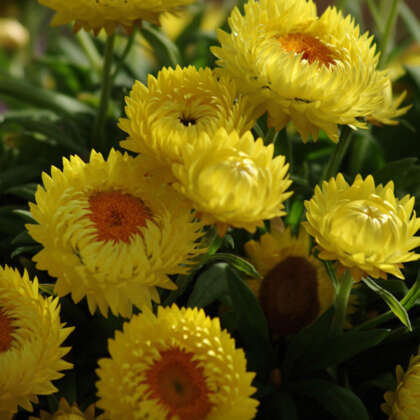 Bracteantha Jumbo Yellow P68brajyl - Garden Express Australia