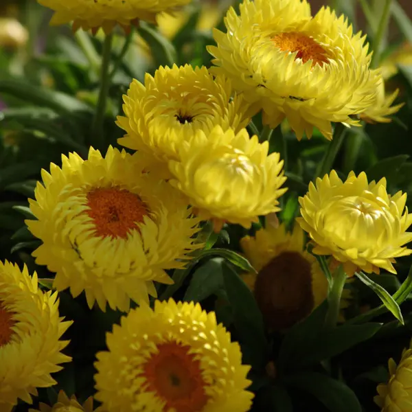 Bracteantha Jumbo Yellow