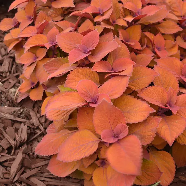 Coleus Campfire Coleus Campfire