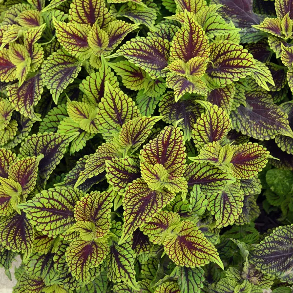 Coleus Coleosaurus