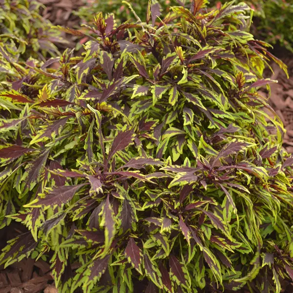 Coleus Flamethrower Chipotle