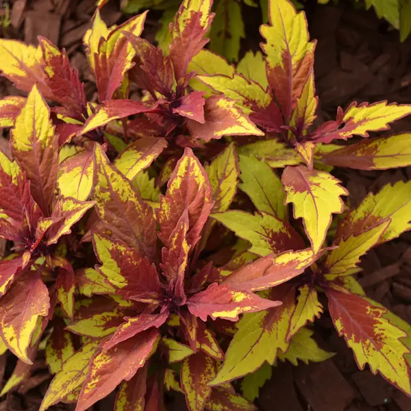 Coleus Flamethrower Spiced Curry
