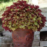 Coleus Henna P10colhen - Garden Express Australia