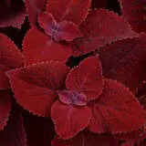 Coleus Ruby Slipper Coleus Ruby Slipper