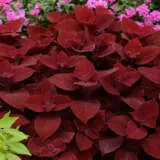 Coleus Ruby Slipper Coleus Ruby Slipper