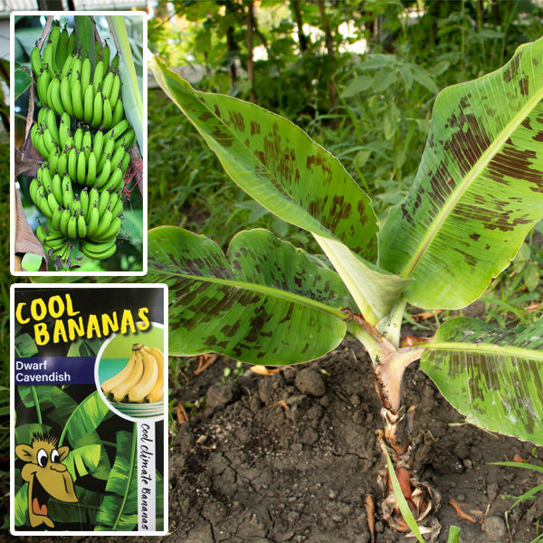 Cool Bananas Dwarf Cavendish Garden Express