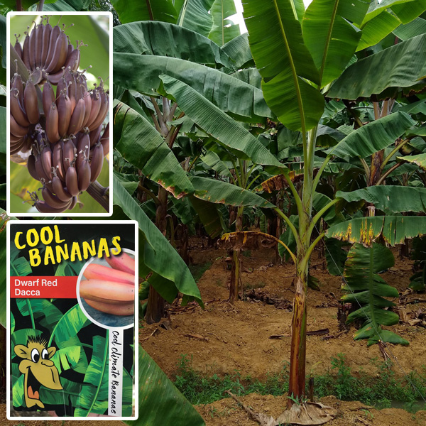 Cool Bananas Dwarf Red Dacca Garden Express