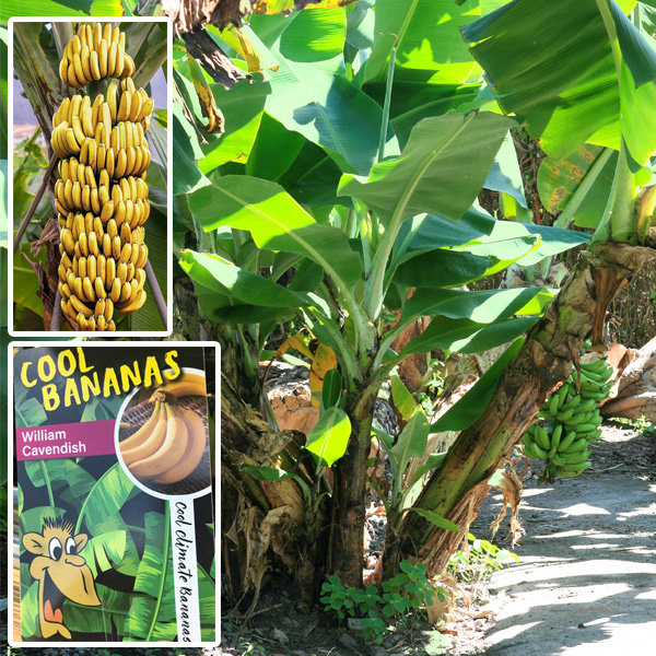 Cool Bananas William Cavendish Garden Express