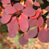 Cotinus Smoke Bush Flame Cotinus Smoke Bush Flame