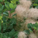 Cotinus Smoke Bush Flame Trecotfla - Garden Express Australia