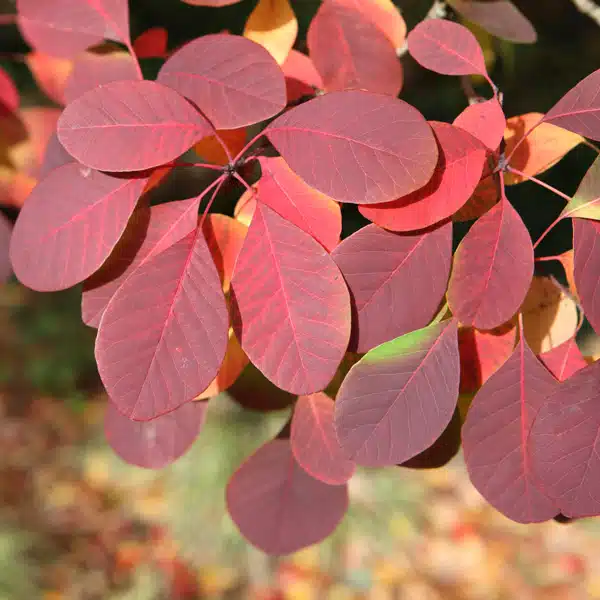 Cotinus Smoke Bush Flame