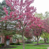 Crab Apple Royal Raindrops