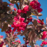 Crab Apple Royal Raindrops Trecaprrd - Garden Express Australia