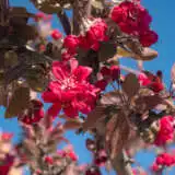 Crab Apple Royal Raindrops Trecaprrd - Garden Express Australia