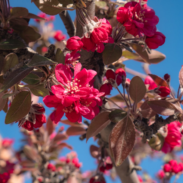 Crab Apple Royal Raindrops