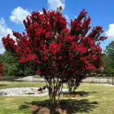 Crepe Myrtle Ruffled Red Magic (pbr) Crepe Myrtle Ruffled Red Magic (pbr)
