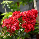Crepe Myrtle Ruffled Red Magic Trecmyrrm - Garden Express Australia