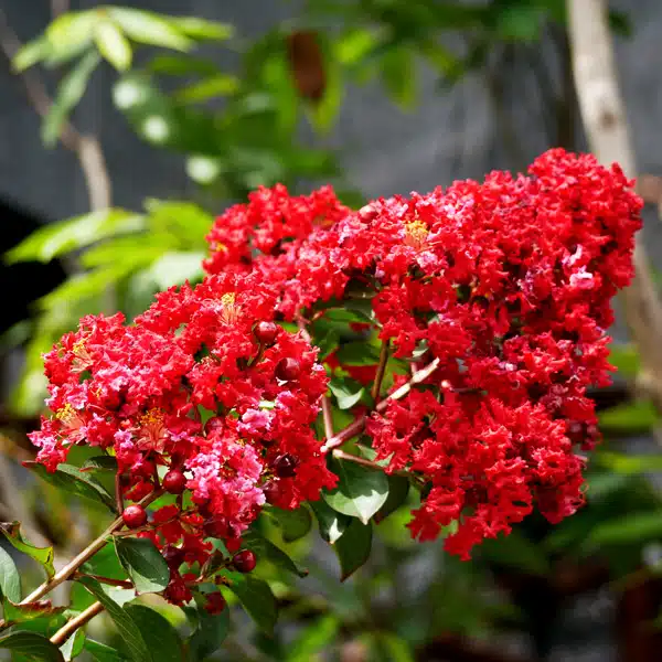 Crepe Myrtle Ruffled Red Magic (pbr)