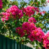 Crepe Myrtle Tuscarora Lpocmytus - Garden Express Australia