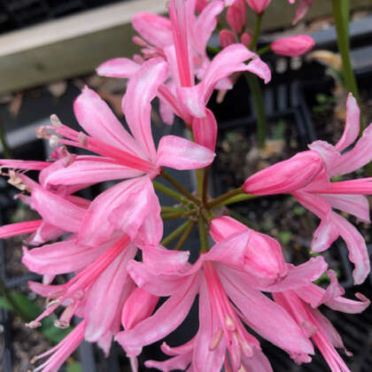 Diamond Nerine Pink Bouquet Pknerdpb - Garden Express Australia