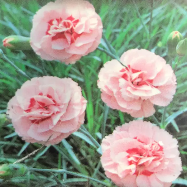 Dianthus Doris
