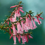Epacris Nectar Pink Lpoepanpi - Garden Express Australia