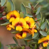 Eutaxia Egg And Bacon Plant Lpoeutebp - Garden Express Australia