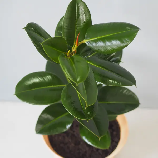 Ficus Melanie