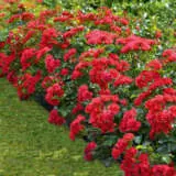 Flower Carpet Cherry P14rosfcc - Garden Express Australia