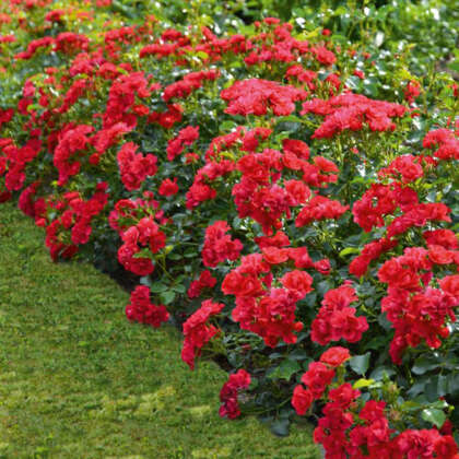 Flower Carpet Cherry P14rosfcc - Garden Express Australia