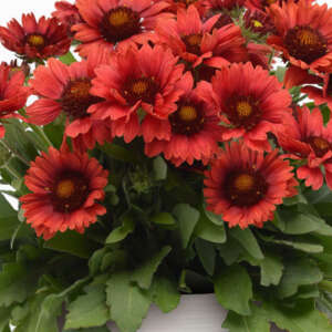 Gaillardia Mesa Red - Garden Express