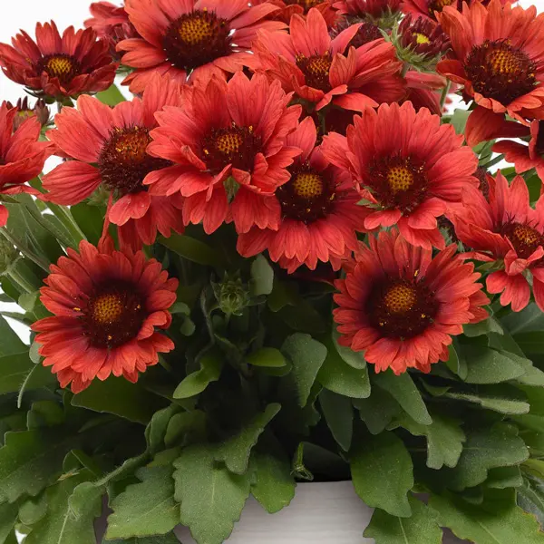 Gaillardia Mesa Red