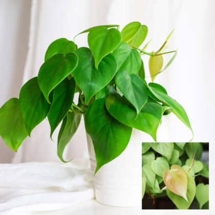 Heart Leaf Philodendron P10phihle - Garden Express Australia