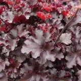 Heuchera Blackberry P68heubla - Garden Express Australia
