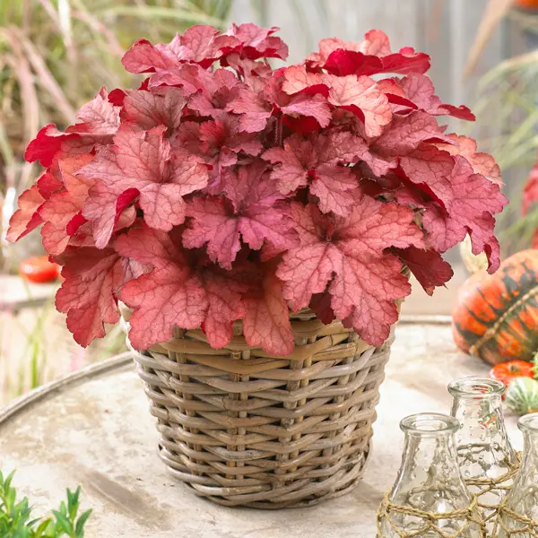 Heuchera Coralberry