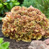 Heuchera Frilly P68heufri - Garden Express Australia
