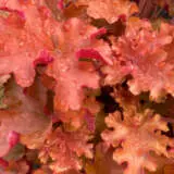 Heuchera Gojiberry P68heugoj - Garden Express Australia
