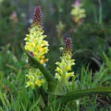 Lachenalia Pallida Pklacpal - Garden Express Australia