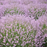Lavender Pink P68lavpin - Garden Express Australia