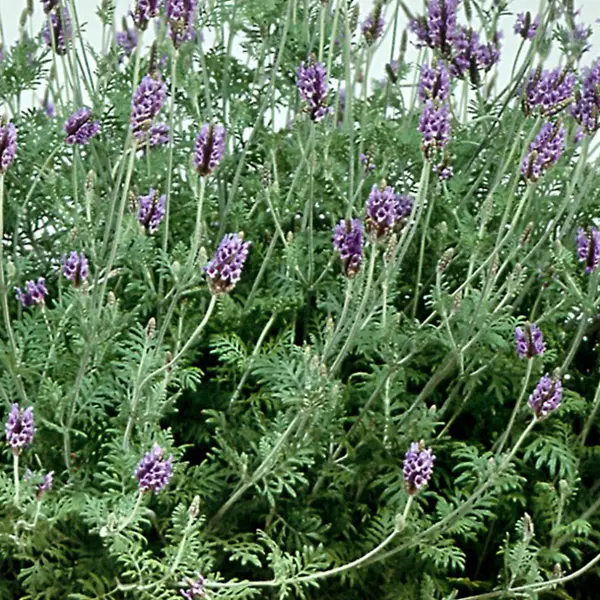 Lavender Spanish Eyes Lavender Spanish Eyes