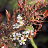 Leptospermum Burgundy Lpolepbur - Garden Express Australia