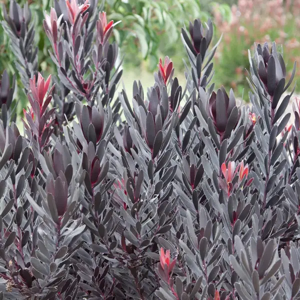 Leucadendron Burgundy Sunset (pbr)