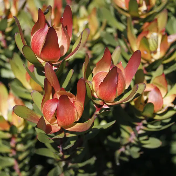 Leucadendron Red Gem 75mm Pot