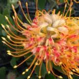 Leucospermum Mardi Gras Petite Leucospermum Mardi Gras Petite