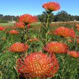 Leucospermum So Successful P10lspssu - Garden Express Australia