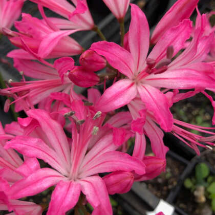 Nerine Diamond Pink Distinction Pknerdpd - Garden Express Australia