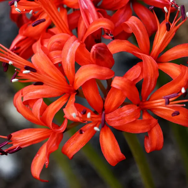 Nerine Fothergilli Minor