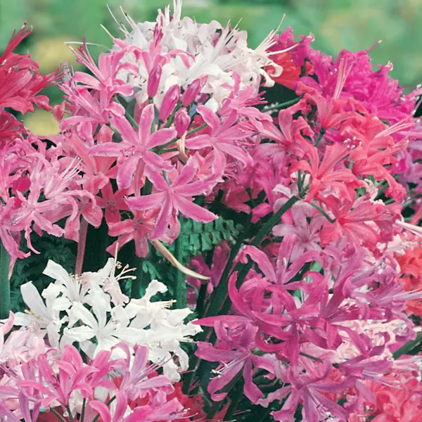 Nerine Mixed Nerine Mixed