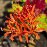 Nerine Sarniensis Pknersar - Garden Express Australia